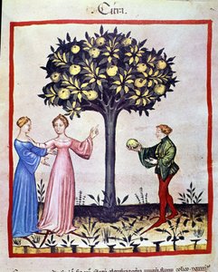 Raccolta di cedri, frutto del cedro. Miniatura dal trattato di medicina e dietetica "Tacuinum sanitatis" da Unknown artist