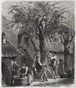 Raccolta di ciliegie - incisione del 1860