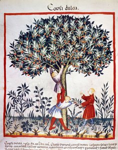Raccolta di ciliegie. Illustrazione dal trattato di medicina e dietetica 
