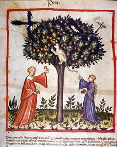 Raccolta di pere. Illustrazione dal trattato di medicina e dietetica 