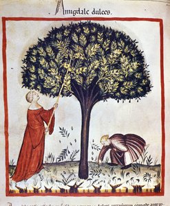 Raccolta di mandorle dolci. Miniatura dal "Tacuinum sanitatis" da Unknown artist
