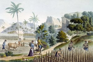 Raccolta e piantagione di riso sull