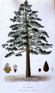 Pin Laricio - tavola botanica da Unknown artist