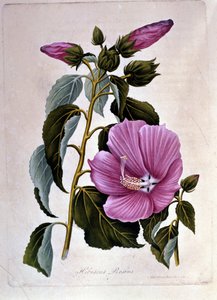 Ibisco rosa. Tavola botanica. Incisione