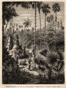 Piantagione di palme borassus in Laos e raccolta del vino di palma, incisione per illustrare il viaggio di esplorazione in Indocina, di Francis Garnier, 1866-1868