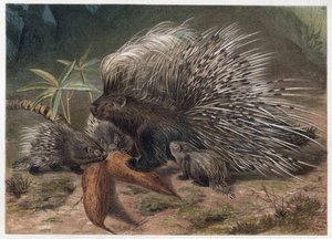 Istrice crestato (Hystrix cristata) - incisione da 