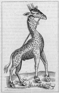 Ritratto di una giraffa. (Dopo Pierre Belon) da Unknown artist
