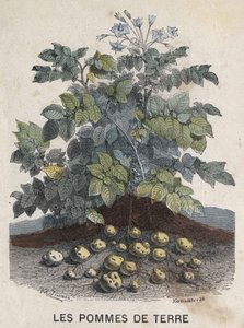 Patate. Illustrazione XIX secolo. Collezione Bianchetti da Unknown artist