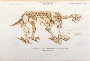 Preistoria: scheletro di megaterio (bradipo terrestre della famiglia degli elefanti) mammifero fossile. Tavola di paleontologia tratta da "Dictionnaire universel d
