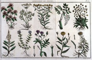Provviste di fiori: in “Flora Francese, o una breve descrizione di tutte le piante che crescono naturalmente in Francia, disposte secondo un nuovo metodo di analisi a cui si allega la citazione delle loro virtù meno equivoche in medicina e la loro utilità  da Unknown artist