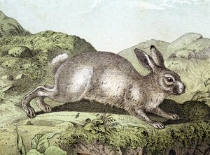 Coniglio - in "Storia naturale dei mammiferi", ed. Schreiber