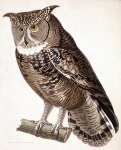 Rapace: gufo africano. Incisione del XIX secolo da Unknown artist