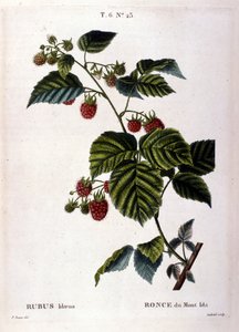 Lamponi e frutta: tavola botanica del XIX secolo. da Unknown artist