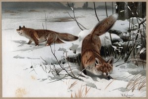 Volpe rossa - La volpe rossa (Vulpes vulpes) - incisione da 