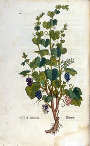 Vite rossa. Erbario del XIX secolo da Unknown artist