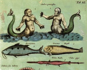Rappresentazione di una sirena e di un tritone, una creatura marina fantastica descritta in un atlante di zoologia. Dettaglio. XVII secolo