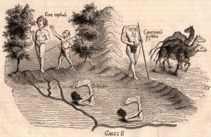 Rappresentazione di tribù medievali e specie animali: Monoculi, Blemmys, Sciopodi e cammelli