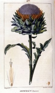 Rappresentazione del carciofo comune. Tavola botanica. XIX secolo. da Unknown artist