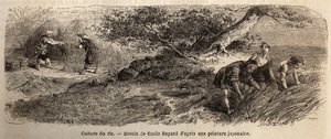 Coltivazione del riso: raccolto in ottobre, i gambi sono riuniti in fasci. Incisione per illustrare il viaggio in Giappone nel 1863-1864, di Aime Humbert, ministro della Confederazione Svizzera, in 