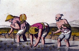Coltivazione del riso in Cina. Stampa del XIX secolo da Unknown artist