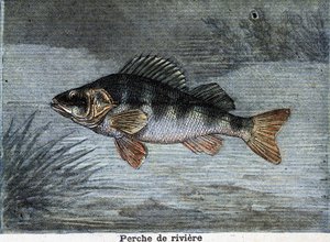 Persico reale. Incisione del 1897 da Unknown artist