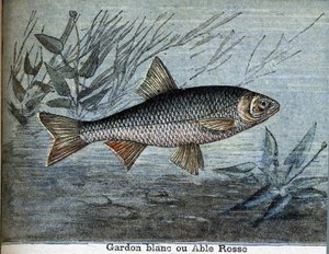 Pesce bianco o able rosse da Unknown artist