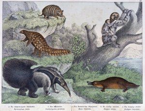 Roditore: armadillo, bradipo, formichiere - in “Natural histories of mammals”, ed. Schreiber da Unknown artist