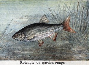 Rotengle o scardola rossa. Incisione del 1898 da Unknown artist