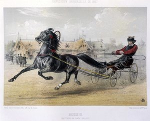 Russia: trottatore di razza Orloff - in "Il Centauro" 1867