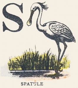 S: spatola