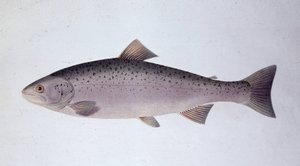Trota salmonata - Tavola di storia naturale da Unknown artist