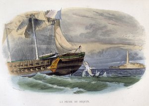Pesca allo squalo - in Histoire naturelle di Lacepède da Unknown artist