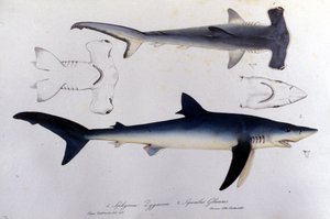 Squali: squalo martello e squalo blu. da Unknown artist