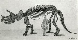 Scheletro di un Triceratops prorsus da Unknown artist