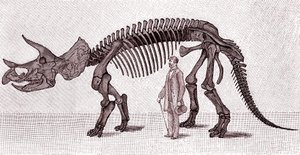 Scheletro di un Triceratops prorsus da Unknown artist