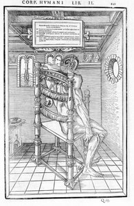 Sezione del cranio. Tavola anatomica di "De dissectione partium corporis humani libri tres..." Carlo Stefano Riverio, Parigi 1545 da Unknown artist