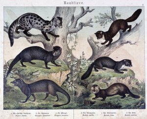 Piccoli caruasiers - in "Histoires naturelles des mammals", ed. Schreiber da Unknown artist