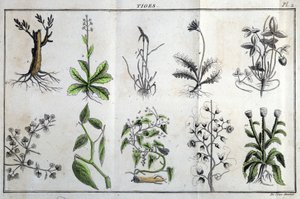 Steli: in Flora Françoise, o una breve descrizione di tutte le piante che crescono naturalmente in Francia, disposte secondo un nuovo metodo di analisi con la citazione delle loro virtù meno equivoche in medicina e la loro utilità nelle arti di J da Unknown artist