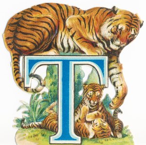 T: Tigre