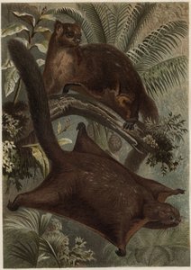 Taguan (Scoiattolo volante) (famiglia Sciuridae) - Scoiattolo (scoiattolo volante) - incisione da "La vita degli animali" di Alfred Edmund Brehm (1829-1884) da Unknown artist