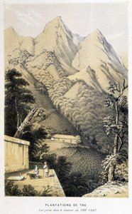 Piantagione di tè in Cina: vista presa nel distretto del tè verde, viaggio di Fortune in Cina - incisione, n.d.