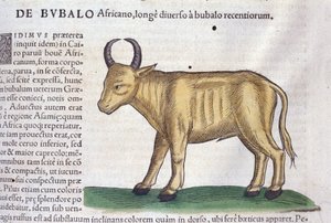 Il bufalo africano dopo Historiae animalium di Konrad Gesner, Tiguri da Unknown artist