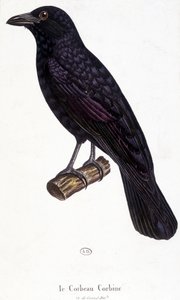 Il corvo Corbine - tavola di storia naturale