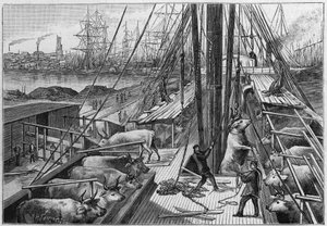 Il piroscafo inglese "Bellenden", che trasportava 90 buoi dall