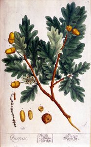 La Quercia (Quercus) - tavola botanica da Unknown artist