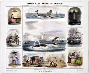 La balena", 1845 circa