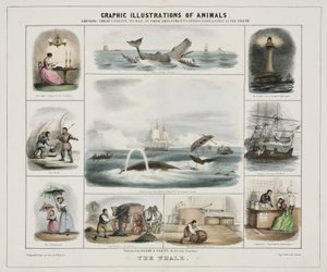 La balena, 1845 circa