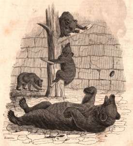 La fossa degli orsi del Museo di Storia Naturale: orso sulla schiena che afferra un pezzo di carne, due orsi che giocano su un albero e un altro che mangia