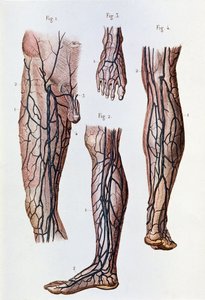 Il sistema circolatorio nelle gambe e nei piedi (incisione) da Unknown artist