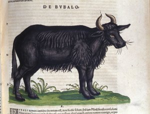 Il bufalo dopo Historiae animalium di Konrad Gesner, Tiguri da Unknown artist